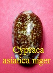 Cypraea arabica asiatica niger